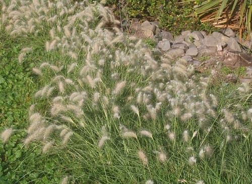 Feathertop Grass