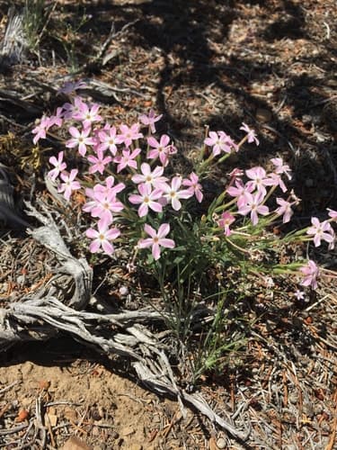 Cold Desert Phlox