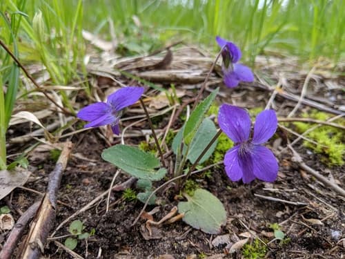 Downy Blue Violet