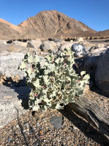 Desert Holly