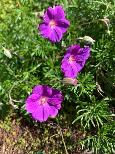 Carpet Crane's-bill