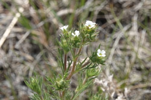 Rose Chamaerhodos
