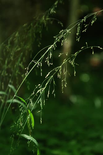 Wood Millet