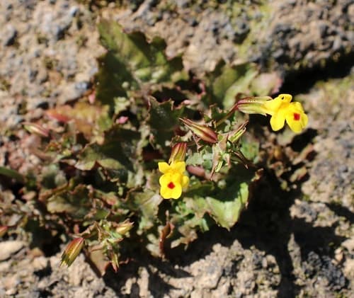 shy monkeyflower