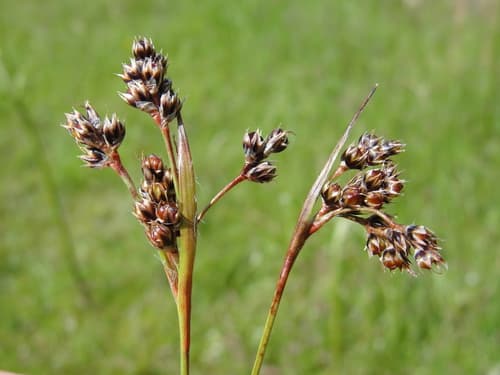 Field woodrush