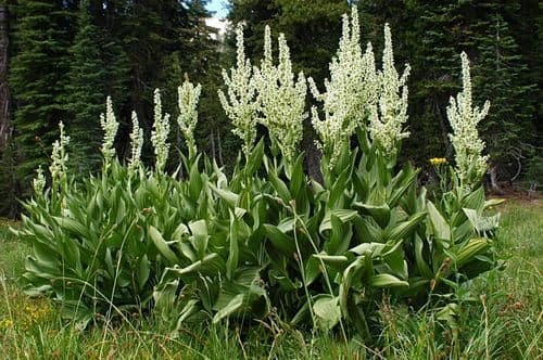 Corn Lily