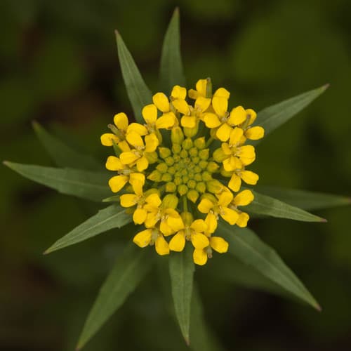 Wormseed Wallflower