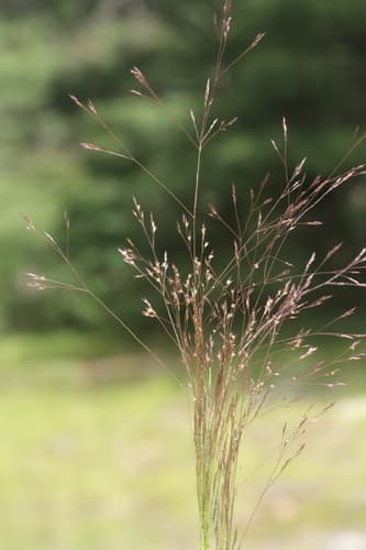 Rough Bentgrass