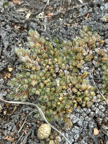 Dense Spikemoss