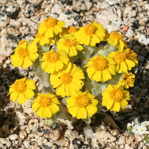 Wallace's woollydaisy