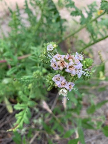 Branching Phacelia
