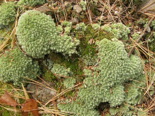 White Moss