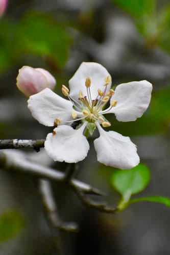 Prairie Crab Apple Bonsai