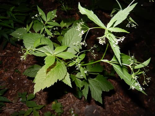Honewort