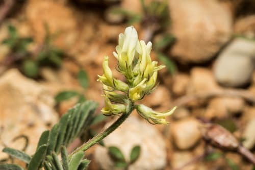 Southern Milkvetch Bonsai