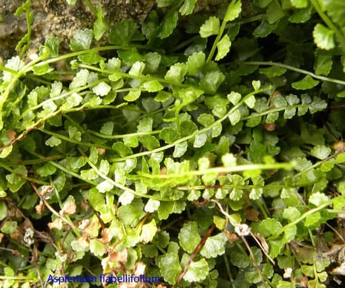 Necklace Fern