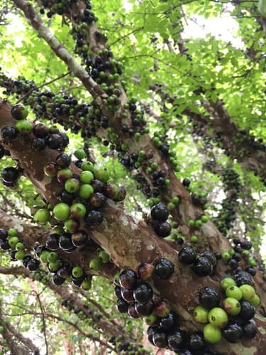 Jaboticaba Bonsai