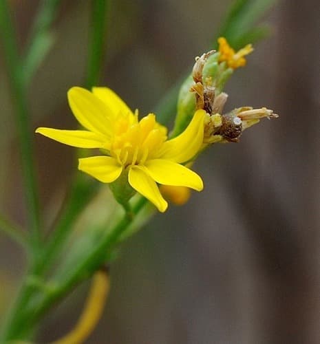 Texas Snakeweed