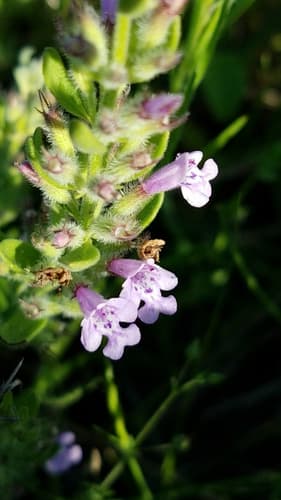 Reverchon's False Pennyroyal