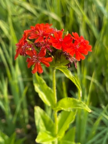 Maltese-cross