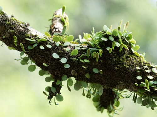 Green Penny Fern