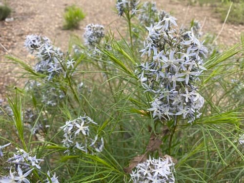 Hubricht's Bluestar