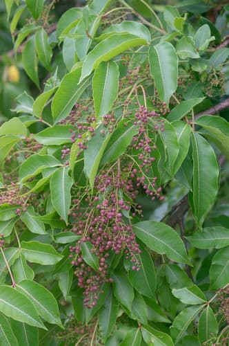 Red Currant-rhus Bonsai