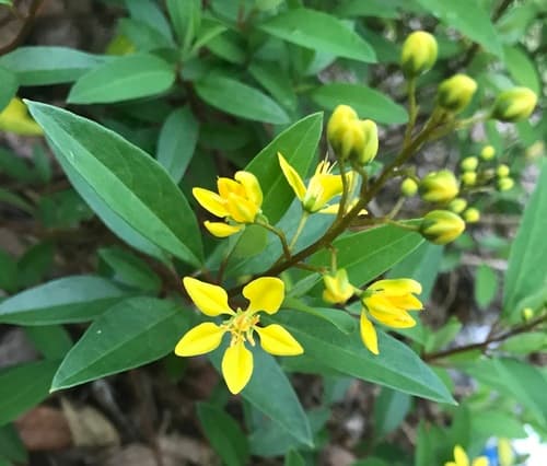 Gold Shower Plant