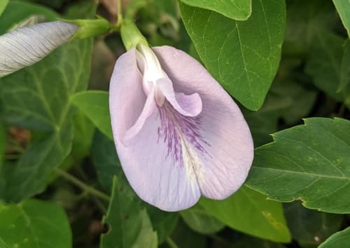 Pigeonwings Flower