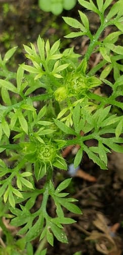 Common Soliva