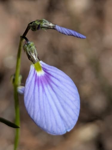 Lady's Slipper