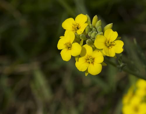 Fendler's Bladderpod