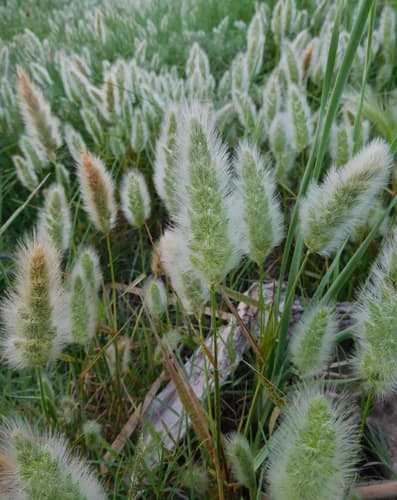 Rabbitfoot Grass