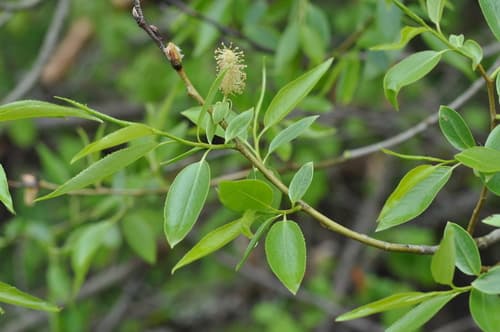 Crack Willow Bonsai