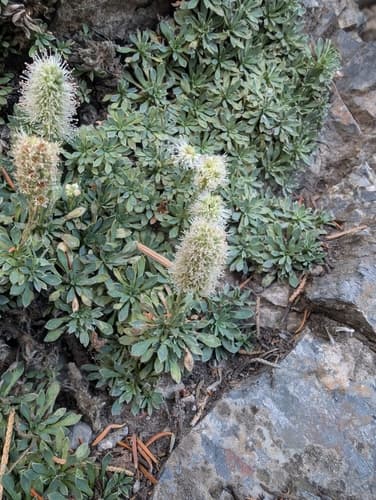 Mat Rock Spiraea