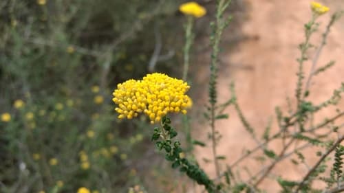 Grey Everlasting