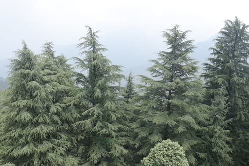 Deodar Cedar Bonsai