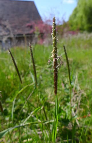 Black-grass