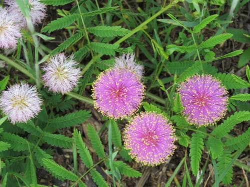 Fourvalve Mimosa