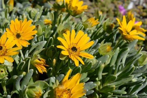 Dune Saladbush