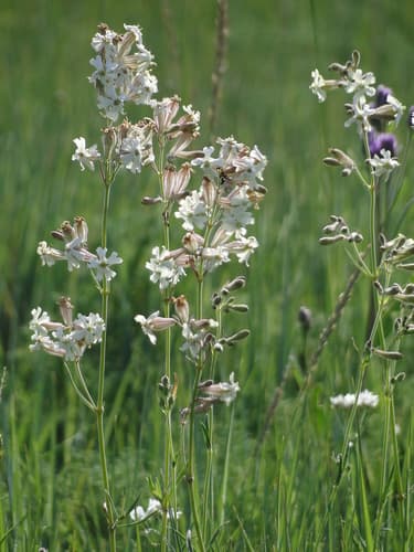 Siberian Catchfly