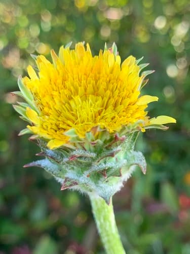 Bigflower Agoseris