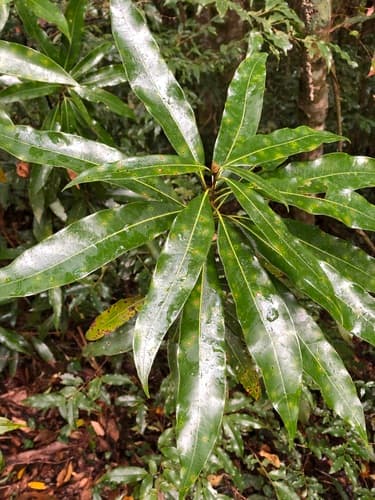 Nanto Actinodaphne