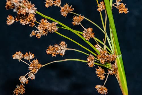 Needlegrass Rush