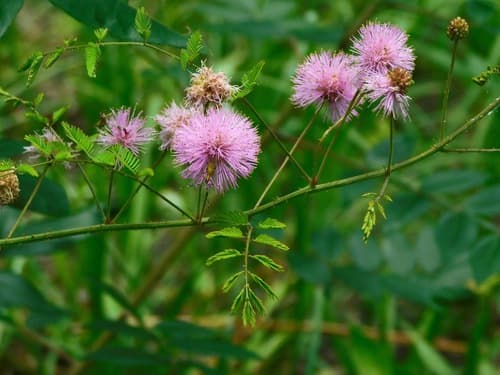 littleleaf sensitive-briar
