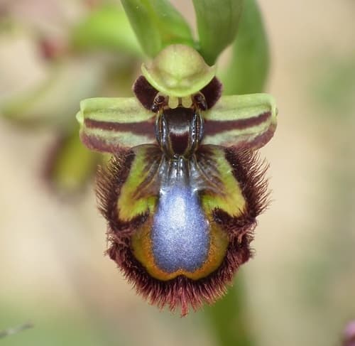 Mirror orchid