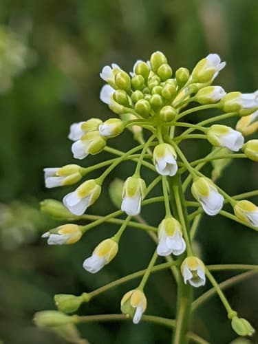 Garlic Penny-cress
