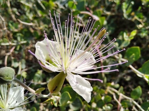 Caper Bush Bonsai