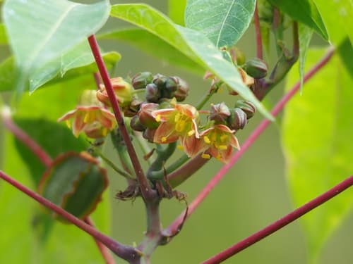 Cassava Plant