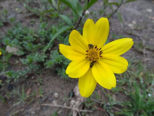 Bidens andicola